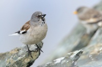 Penkavak snezny - Montifringilla nivalis - White-winged Snowfinch 1849